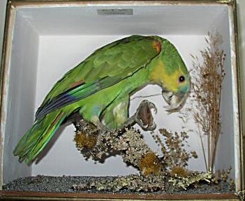 roweparrot[1].JPG